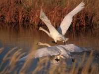 Trumpeter Swans