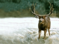 Mule Deer