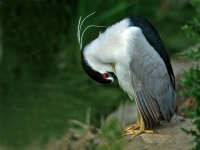 Black-crowned Night Heron