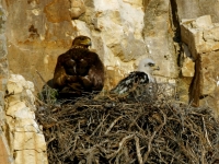 Golden Eagle Nest - near the Narrows