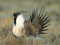 Greater Sage Grouse