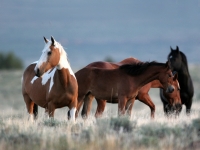 Wild Horses on Southern Steens Loop Drive