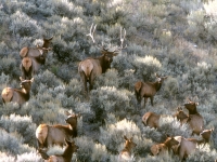 Bull elk and his harem