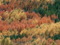 Aspen Forest on Steens Mountain