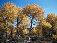 Quaking Aspen on Steens Mountain