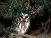 Northern Saw-whet Owl