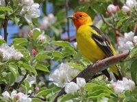 Western Tanager