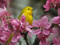 Yellow Warbler