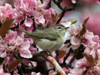 Warbling Vireo