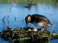 Eared Grebes