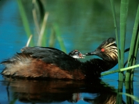 Eared Grebe