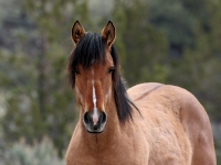 World famous Kiger Mustang on Steens Mountain