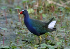 Purple Gallinule - 1