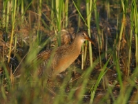 Clapper Rail - 2