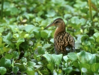 King Rail - 1