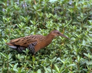 King Rail - 2