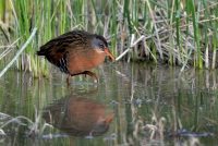 Virginia Rail - 1