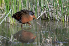 Virginia Rail - 1