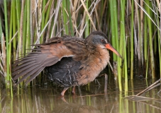 Virginia Rail - 2