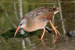 Virginia Rail - 3