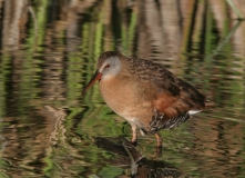 Virginia Rail - 4