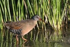 Virginia Rail - 5