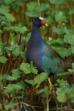 Purple Gallinule - 2
