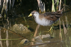 Sora - 1