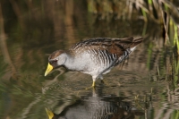 Sora - 2