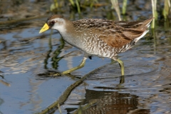 Sora - 3