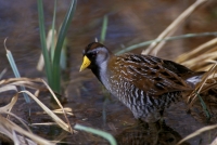 Sora - 4