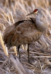 Greater Sandhill Crane - 1