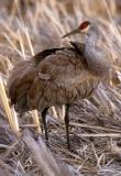 Greater Sandhill Crane - 1