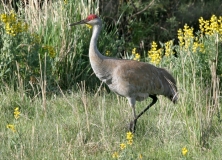 Greater Sandhill Crane - 2