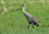 Greater Sandhill Crane - 3