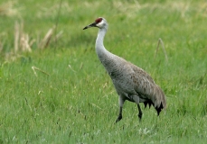 Greater Sandhill Crane - 3