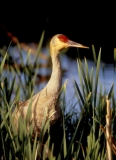 Greater Sandhill Crane - 4