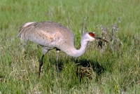 Greater Sandhill Crane - 5