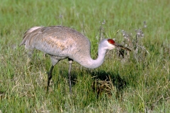 Greater Sandhill Crane - 5