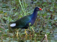 Purple Gallinule - 3