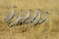 Lesser Sandhill Cranes - 1