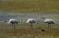 Lesser Sandhill Cranes - 2