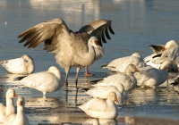 Lesser Sandhill Crane & white geese - 1