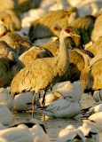 Lesser Sandhill Crane & white geese - 2