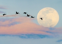 Sandhill-Cranes & Backwash Sunset with Moonrise