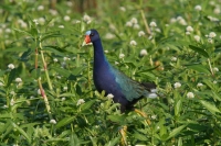 Purple Gallinule - 4