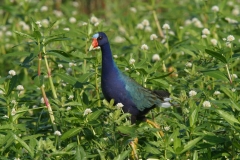 Purple Gallinule - 4