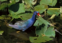 Purple Gallinule - 5