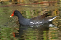Common Moorhen