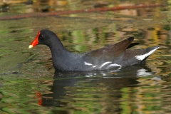 Common Moorhen